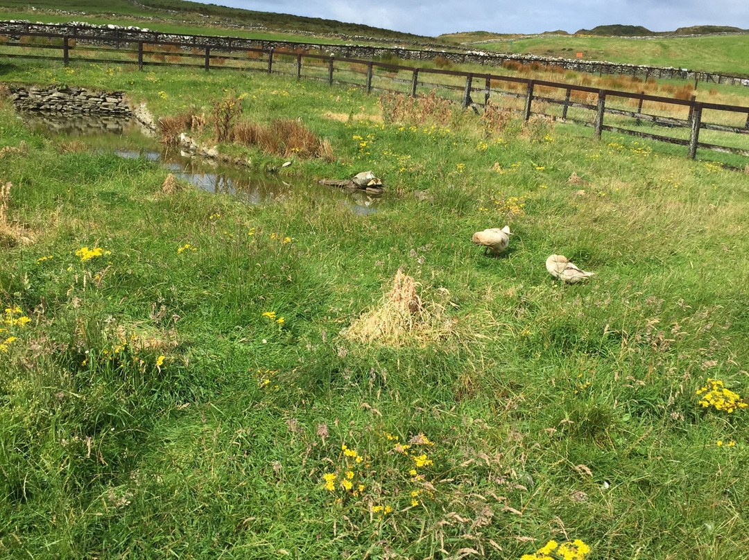 Moher Hill Open Farm-Liscannor必去景点