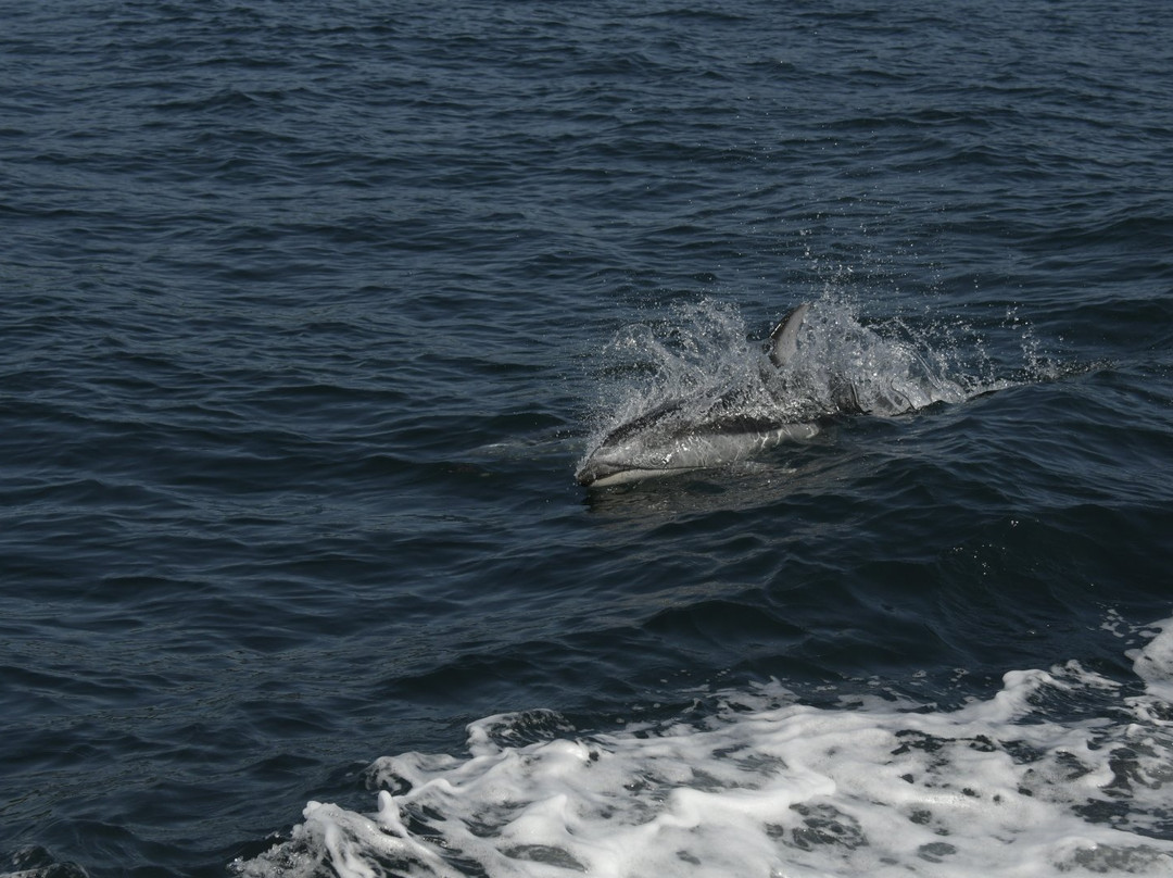 Mackay Whale Watching景点图片