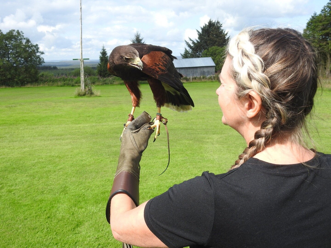 Falconry Days景点图片