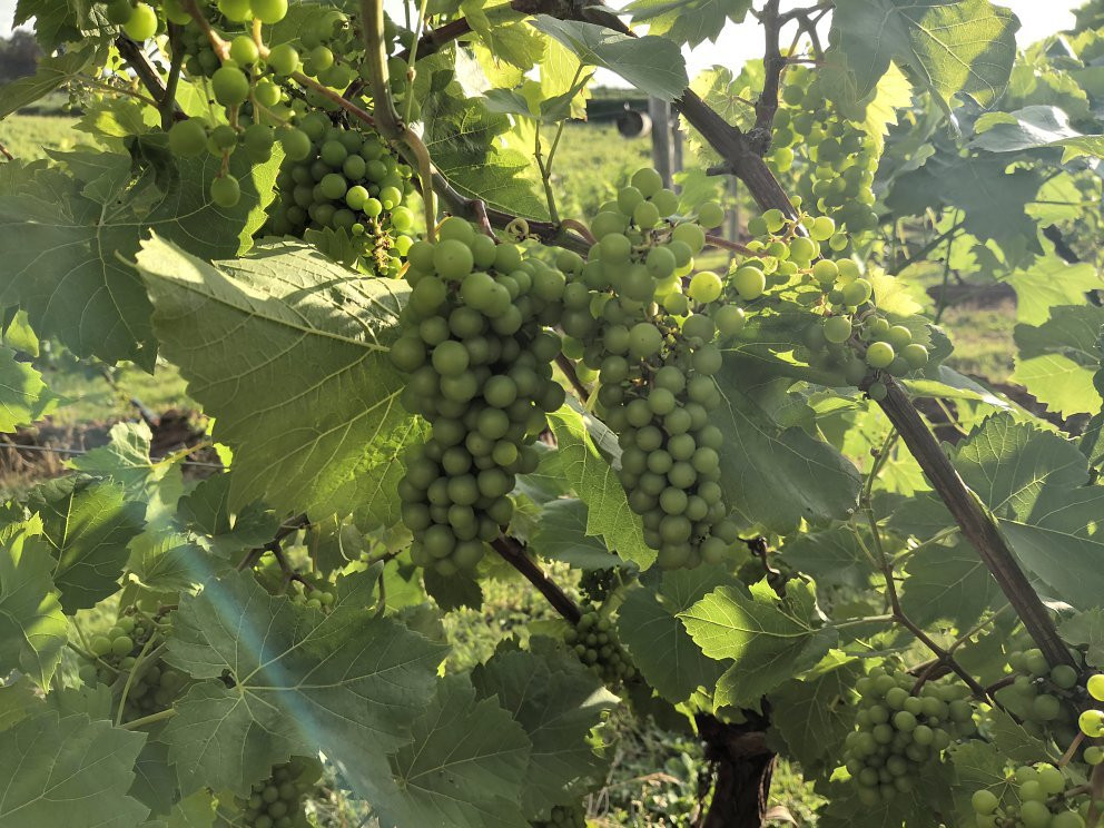 Three Choirs Vineyard-Newent必去景点