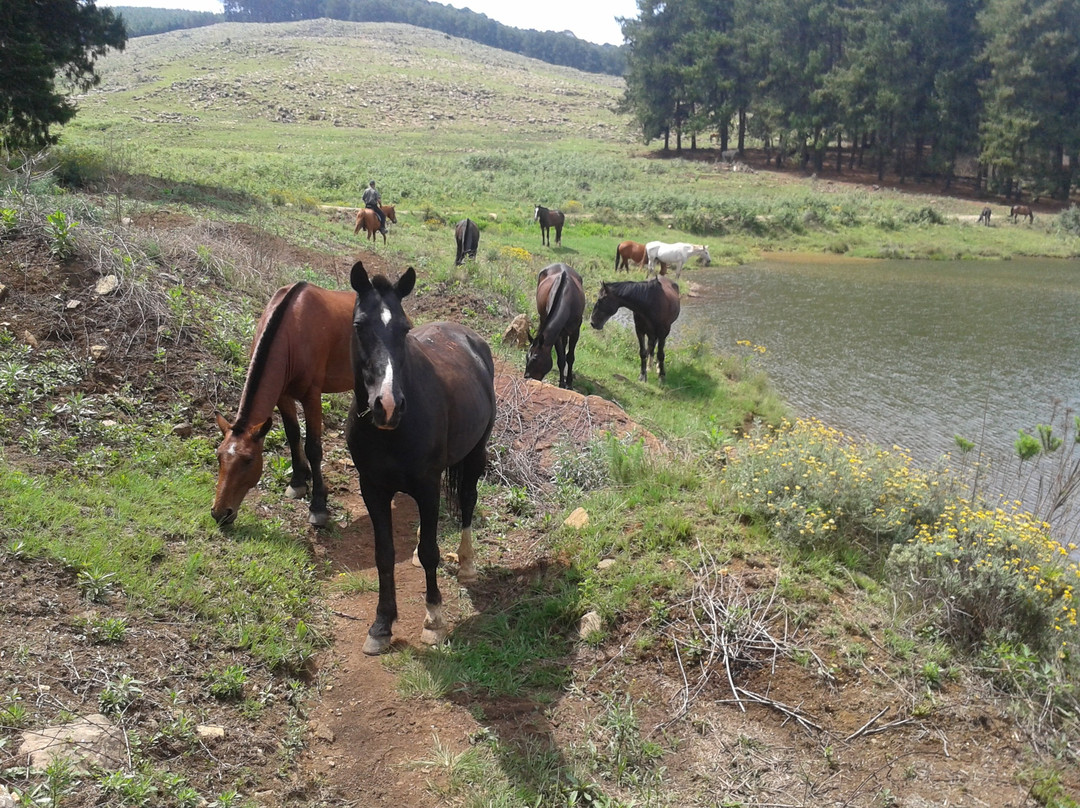Kaapsehoop Horse Trails Volunteer Project