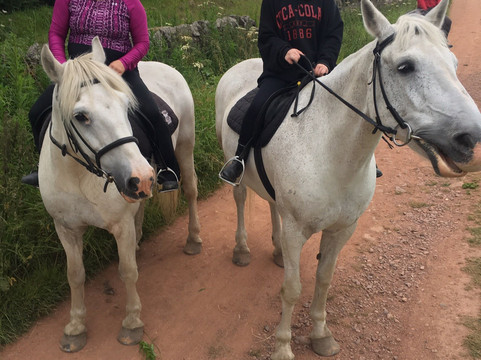 Tower Farm Riding Stables-爱丁堡必去景点