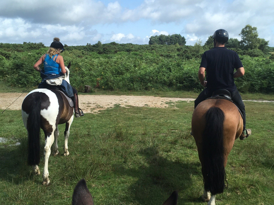 Ashdown Forest Riding Centre景点图片