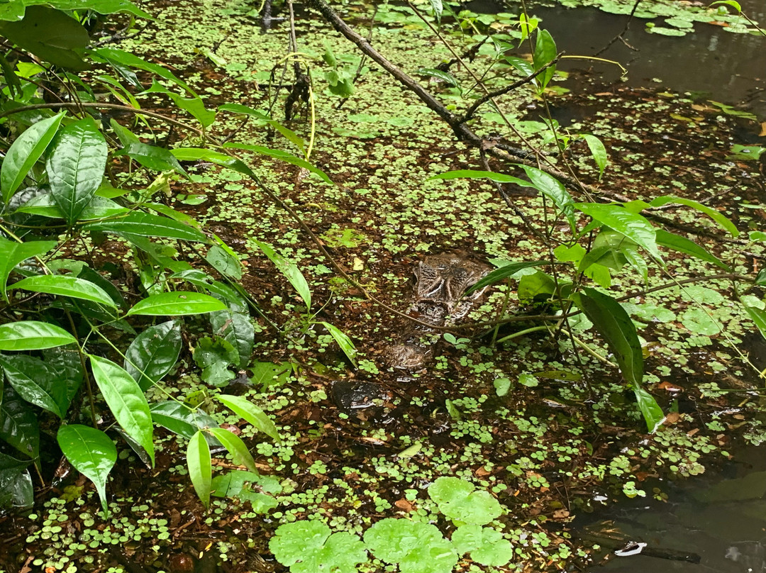 Tortuguero Tours景点图片