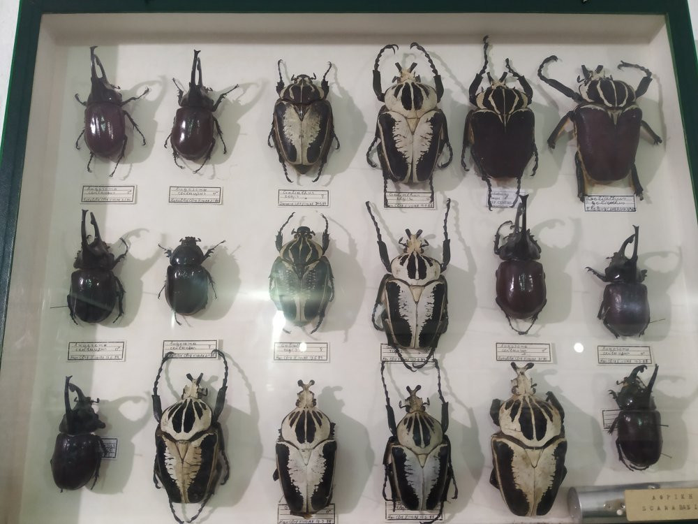 Entomological Museum of Volos-沃洛斯必去景点