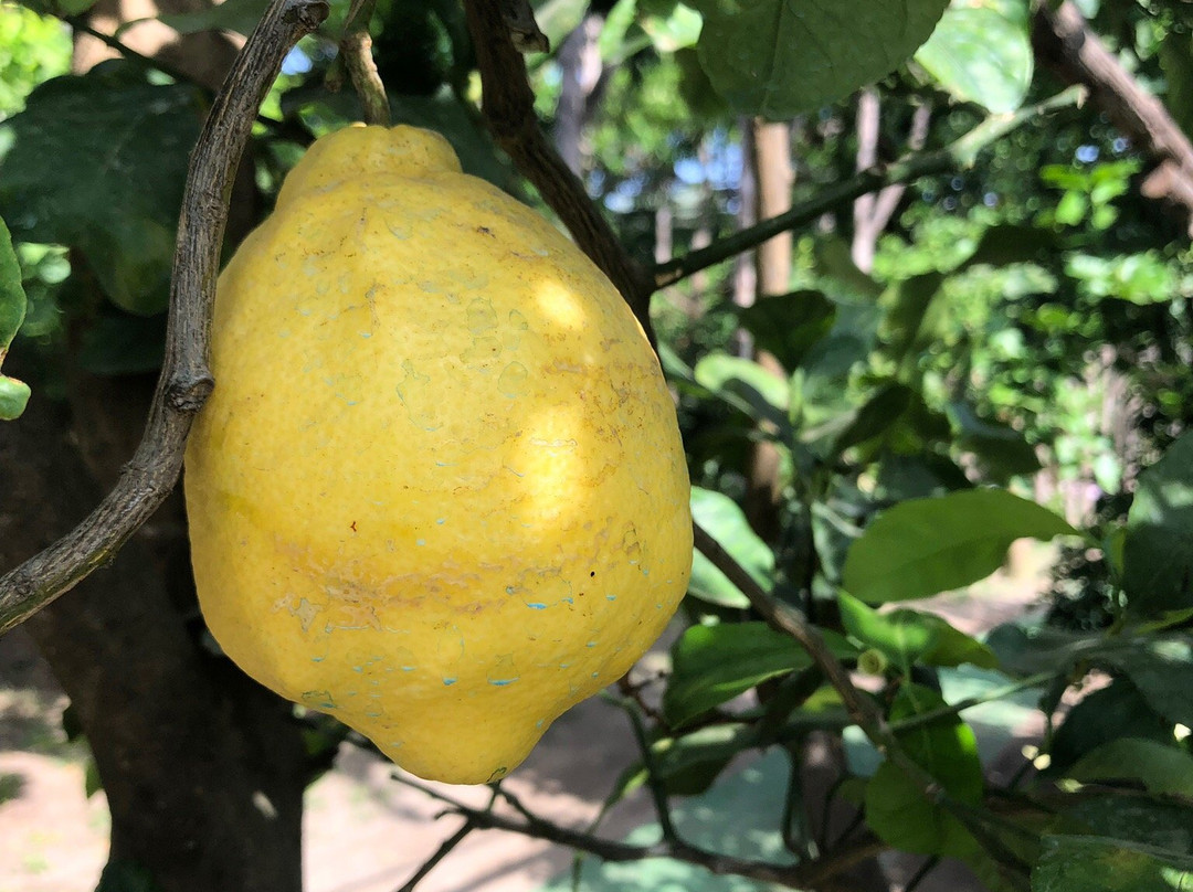 Vivaio Ruoppo - Sorrento Lemon Farm景点图片