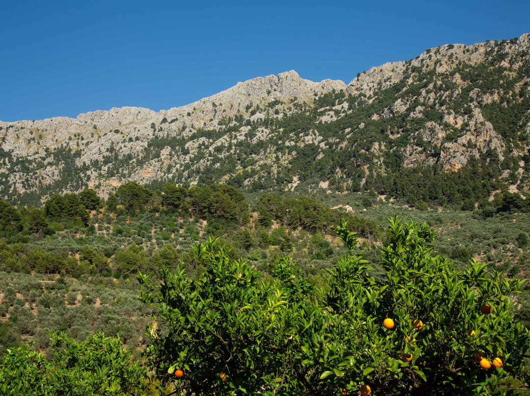 Hotel Apartament Sa Tanqueta de Fornalutx主图