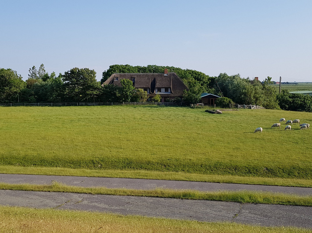 Lammerswarft