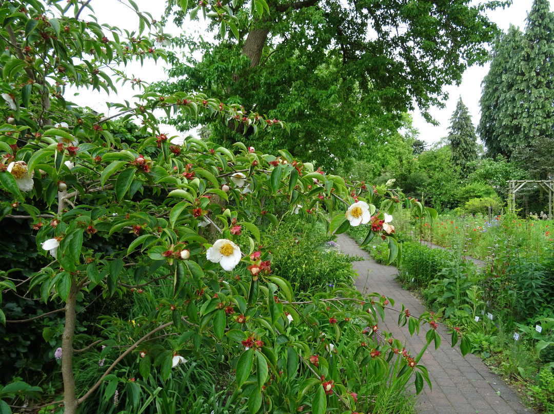 Botanische Tuin Dr. Costerus景点图片