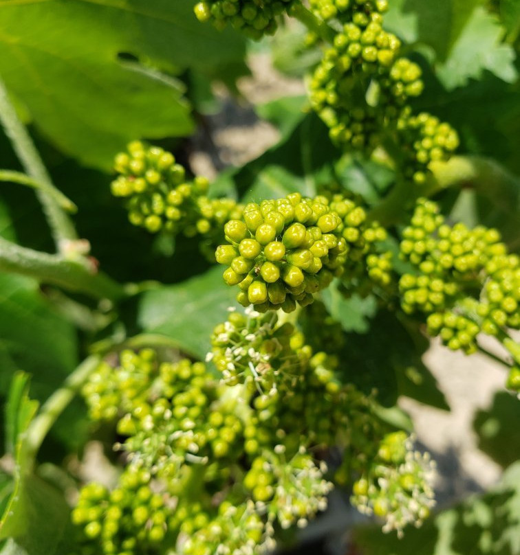 Cava Guilera-Lavern必去景点