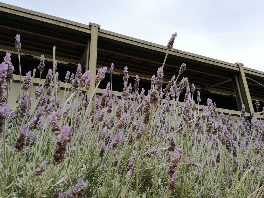 Papagiannakos Winery-Markopoulo Mesogeas必去景点