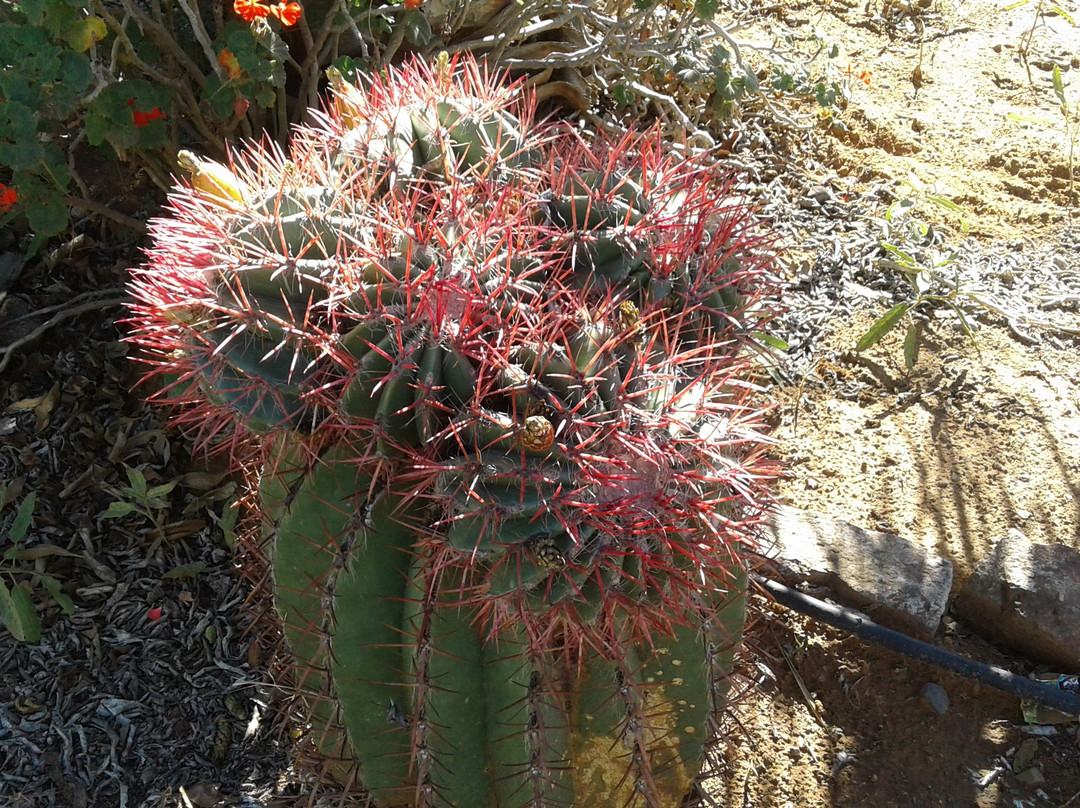 Obesa Cacti Nursery-格拉夫-里内特必去景点
