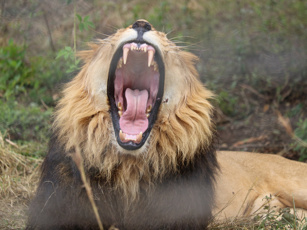 Simien Image Ethiopian Tour and Travel company景点图片