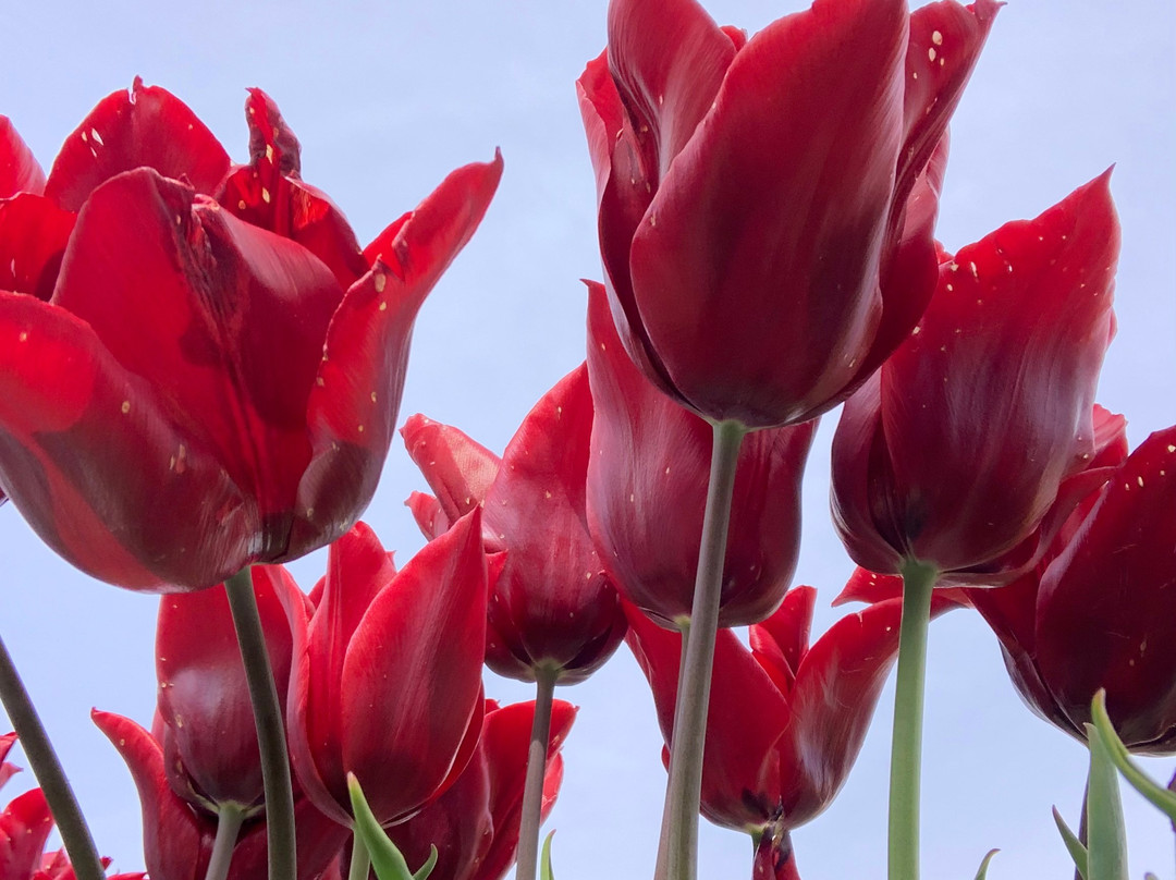 Tulip Town-弗农山必去景点