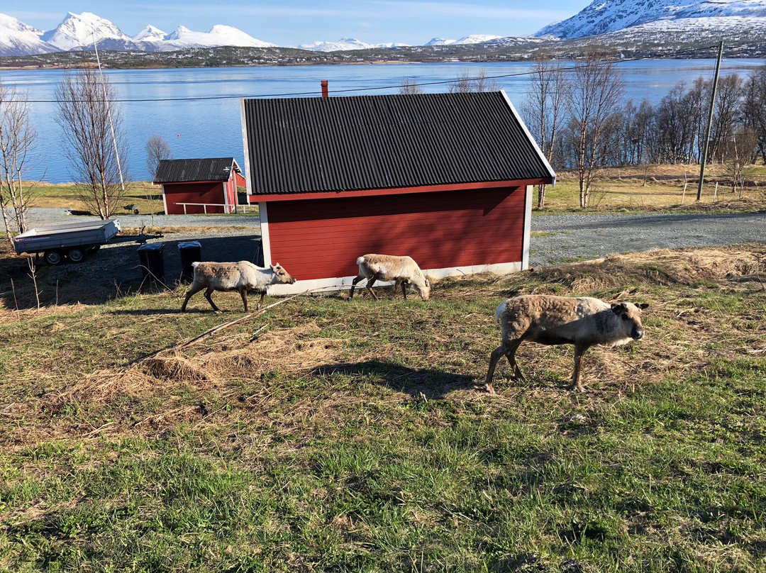 Tromsø Individuell景点图片