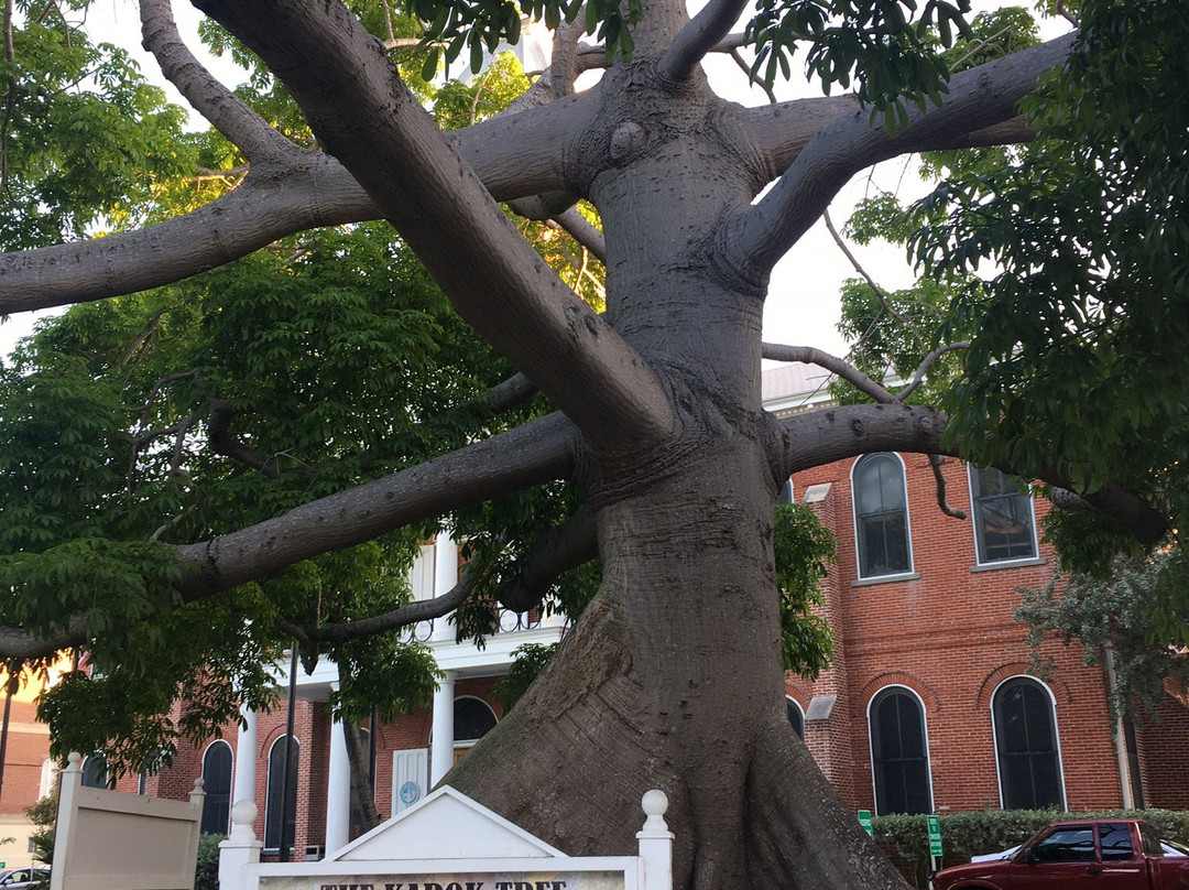 The Kapok Tree景点图片