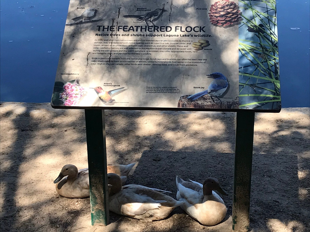 Laguna Lake Park-富乐顿必去景点