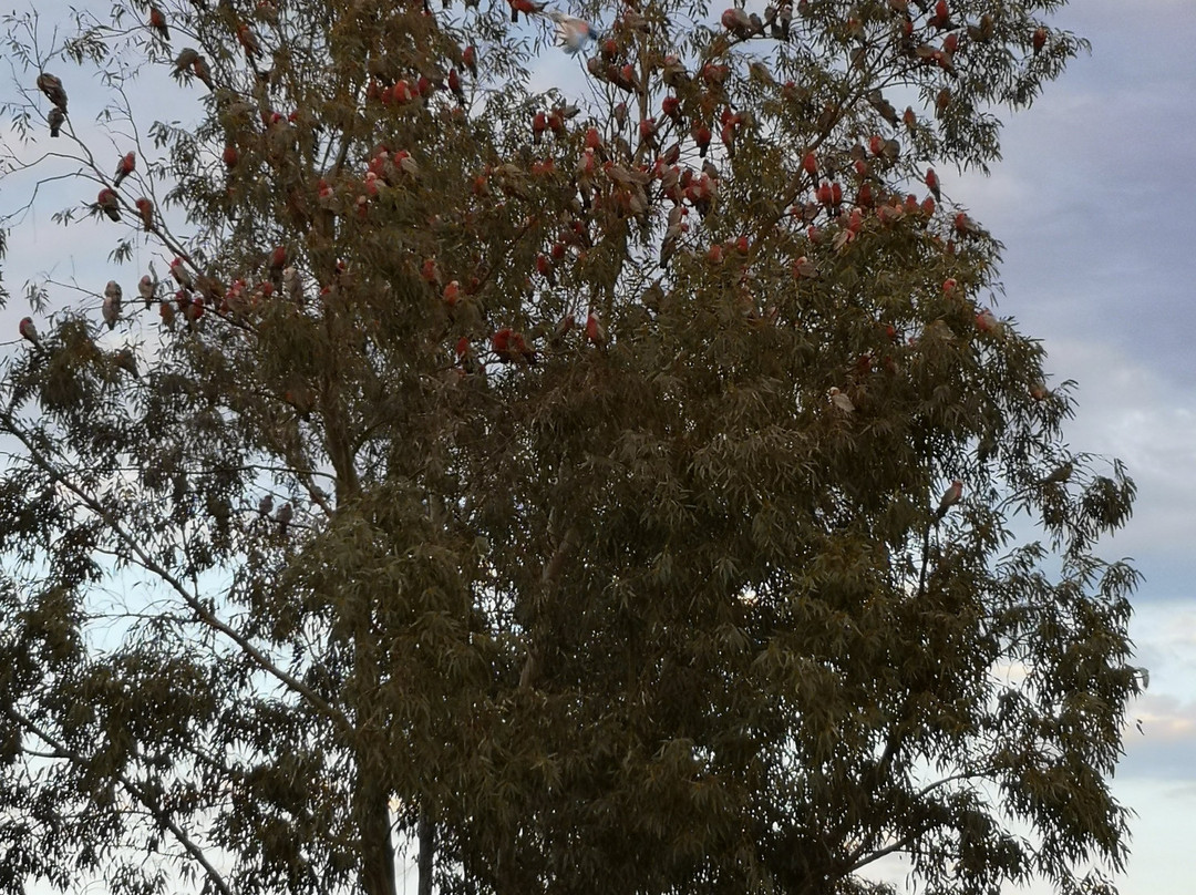 Kulgera Roadhouse主图