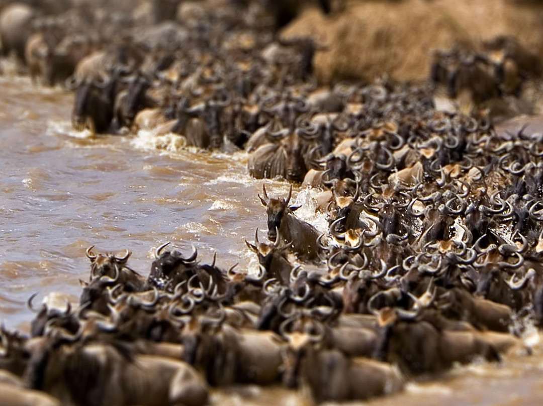 Bush Eyes Safaris-内罗毕必去景点