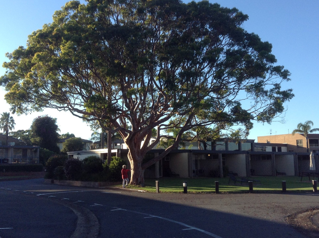 Black Dolphin Resort Motel主图