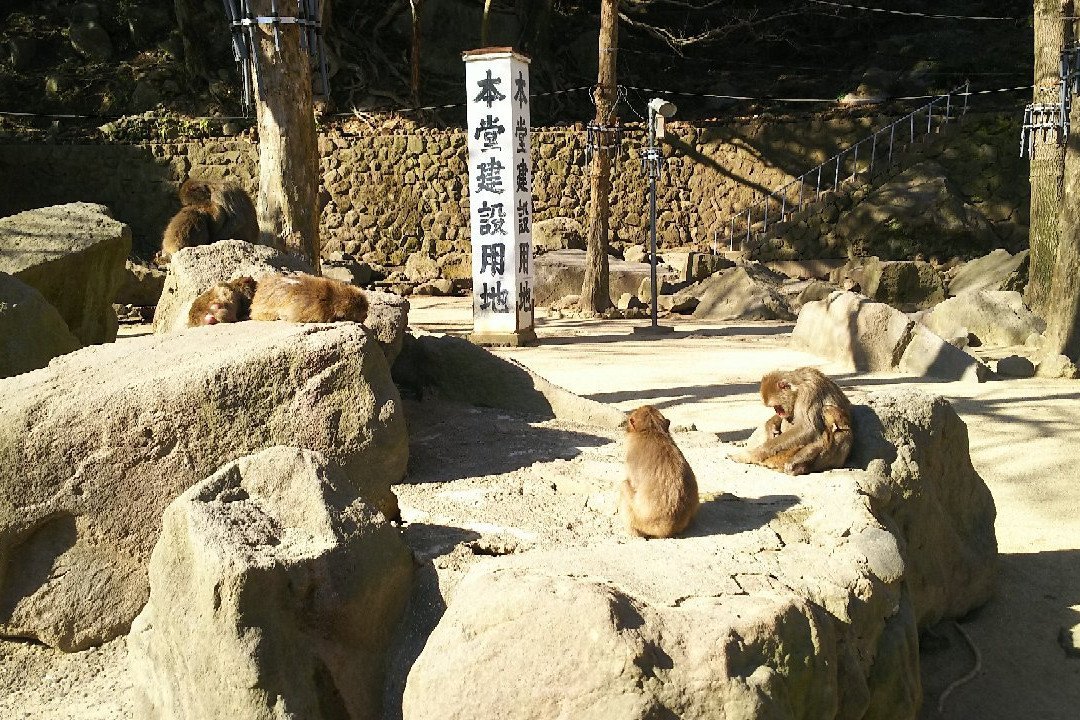 Takasakiyama Natural Zoo景点图片