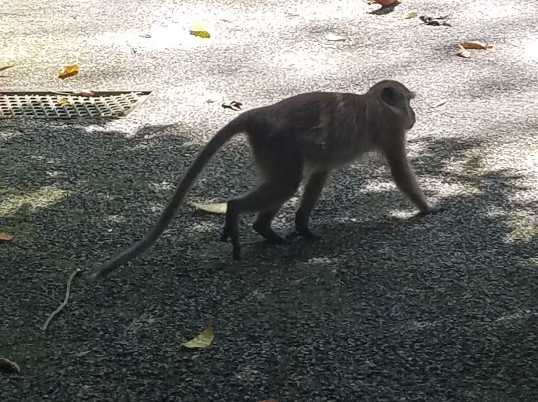 The Habitat Penang Hill景点图片