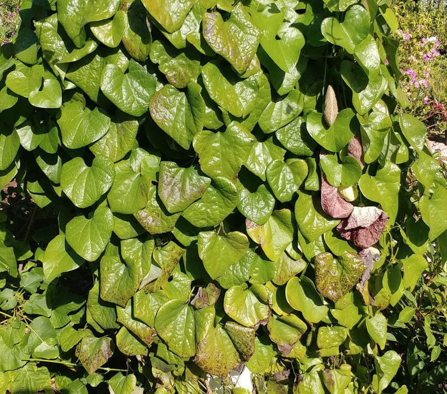 In The Garden景点图片