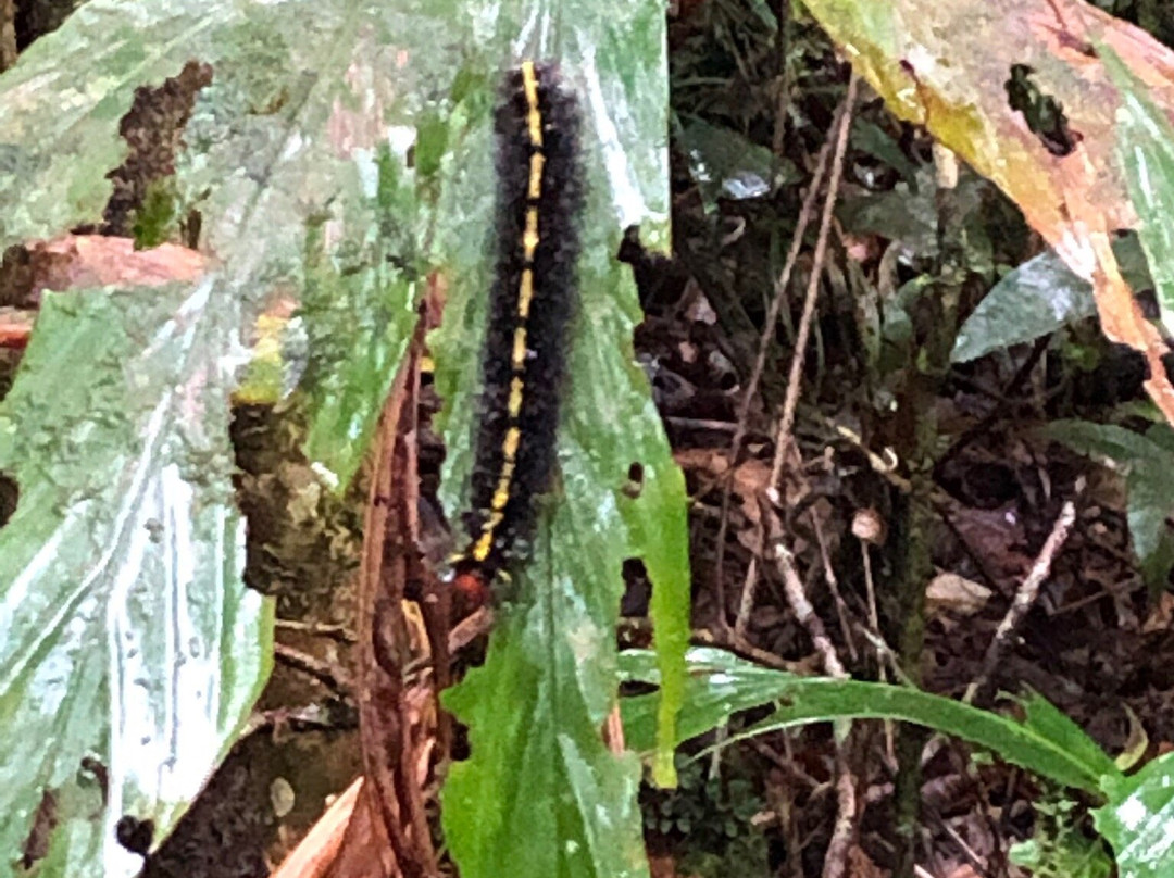 Mount Kinabalu Botanical Garden景点图片