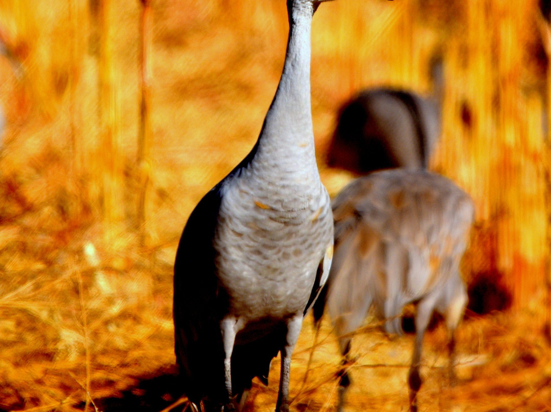 Bosque del Apache National Wildlife Refuge景点图片