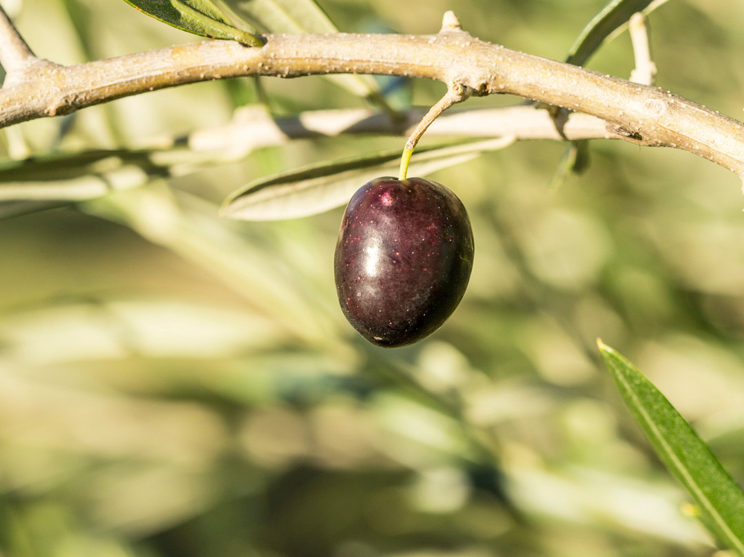 Chacra La Anyta-Pan de Azucar必去景点