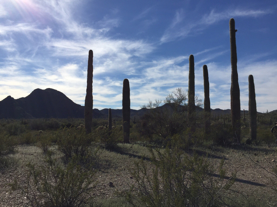 Puerto Blanco Scenic Drive-Ajo必去景点