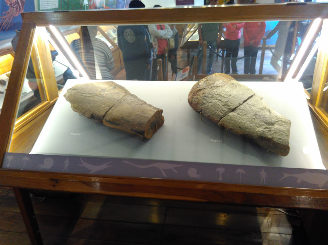 Museo Paleontologico de Villa de Leyva-莱瓦镇必去景点