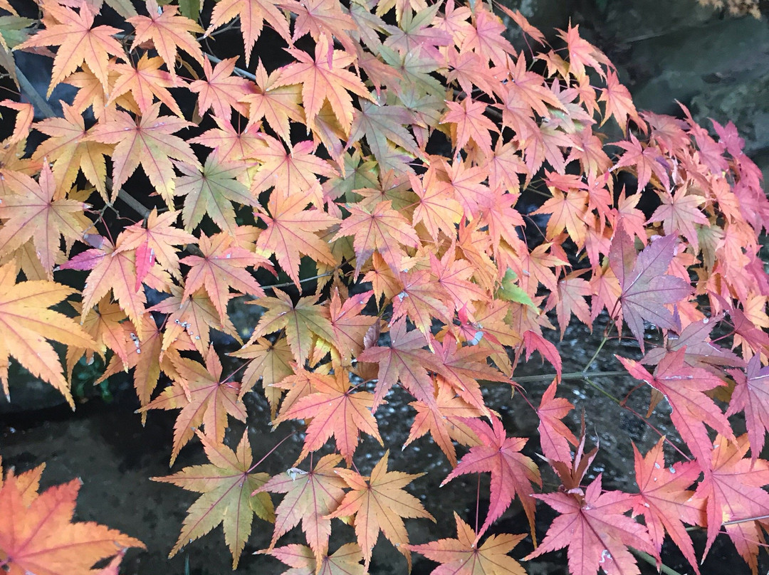 Chofu Garden-下关市必去景点