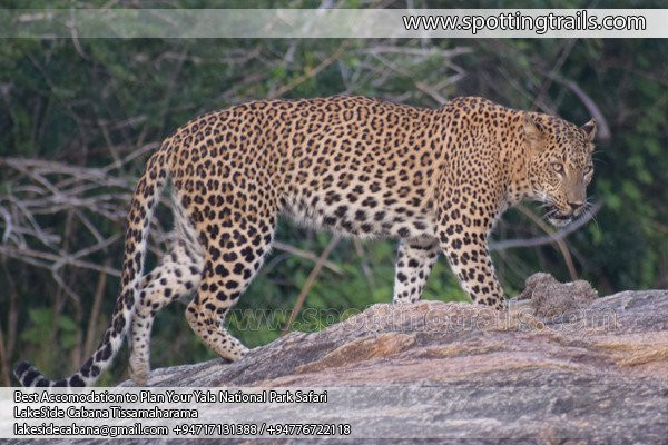 Spotting Trails-雅拉国家公园必去景点