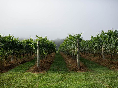 Iron Heart Winery-Allisonia必去景点