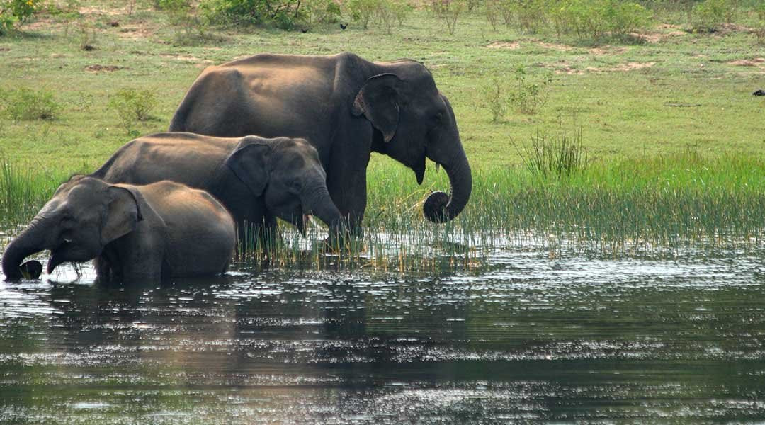 Classical Lanka Tours-Trincomalee必去景点