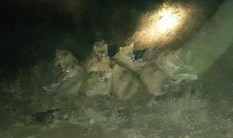 Kruger National Park Night Drive-玛洛斯帕克必去景点