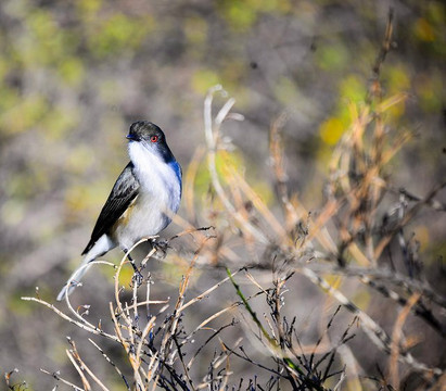Chile Guru-圣地亚哥必去景点