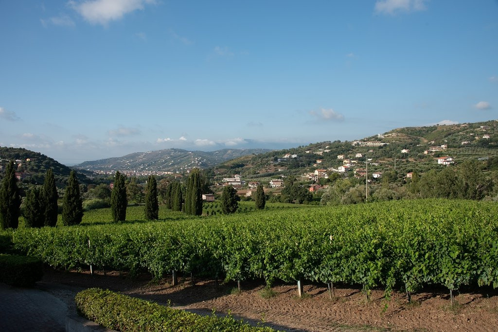 Azienda Agricola Marino景点图片