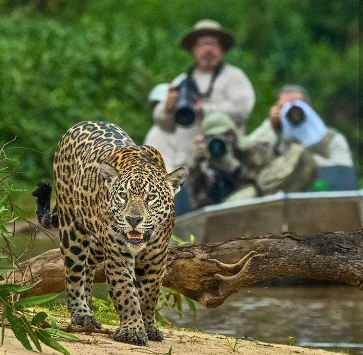 Pantanal Trip Tur景点图片