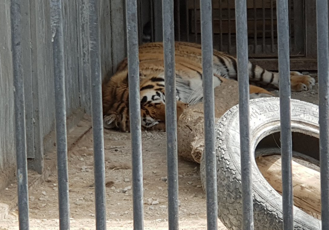 Karaganda State Zoo-加拉干达必去景点