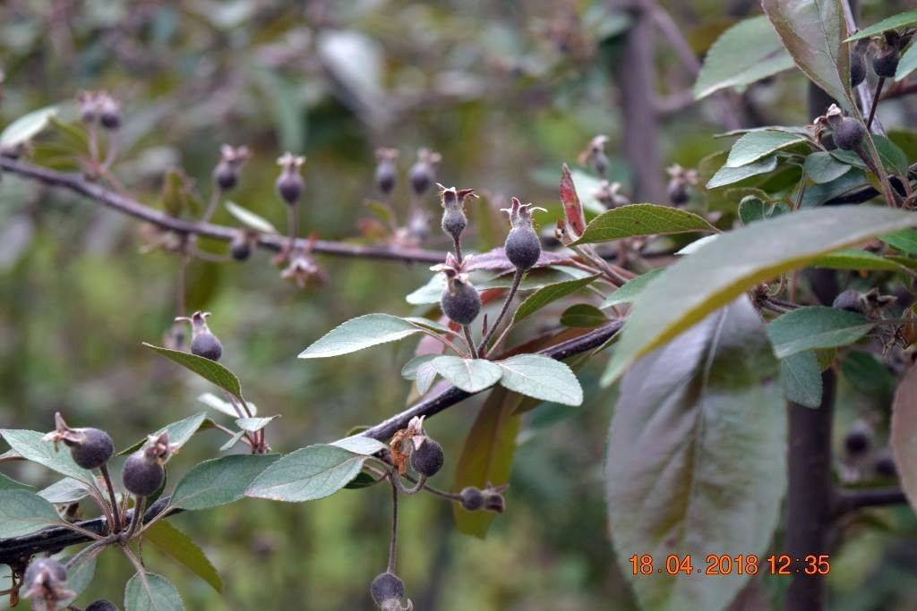 Badamwari Garden-斯利那加必去景点