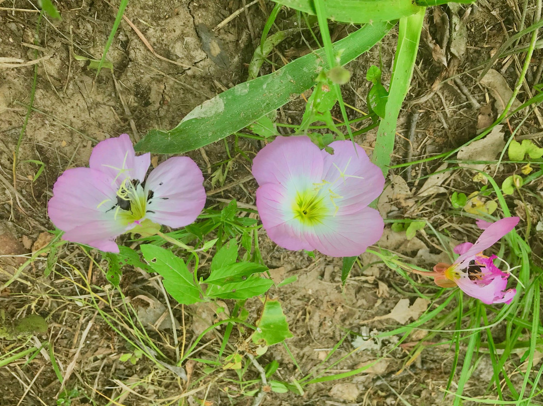 Lick Creek Trail-大学城必去景点