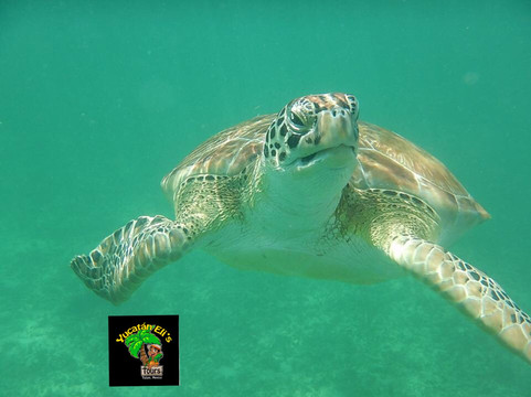 Yucatan Eli's Tours-图伦必去景点