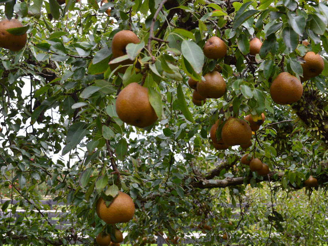 Windmill Orchard景点图片