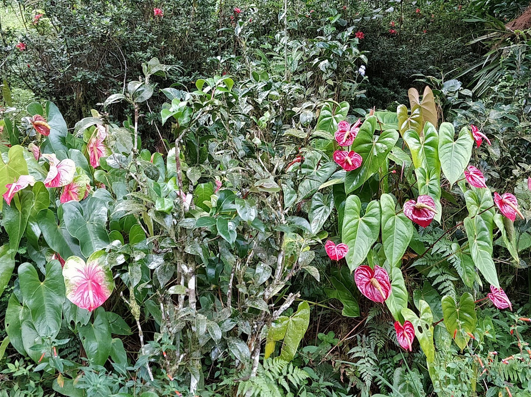 Tan's Camellia Garden-丹那拉塔必去景点