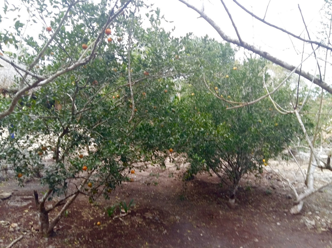 Cenote Xux Ha-巴利亚多利德必去景点