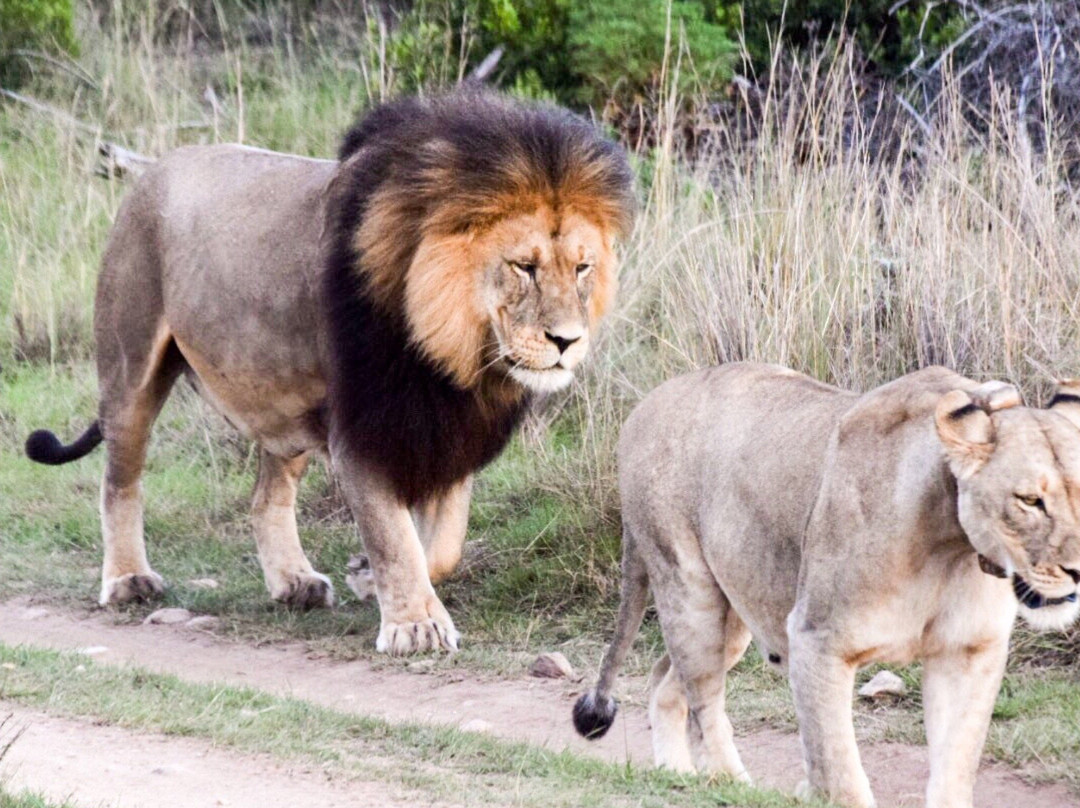 Gondwana Private Game Reserve主图