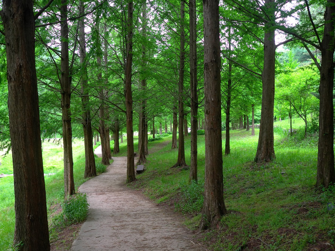 Midongsan Arboretum景点图片