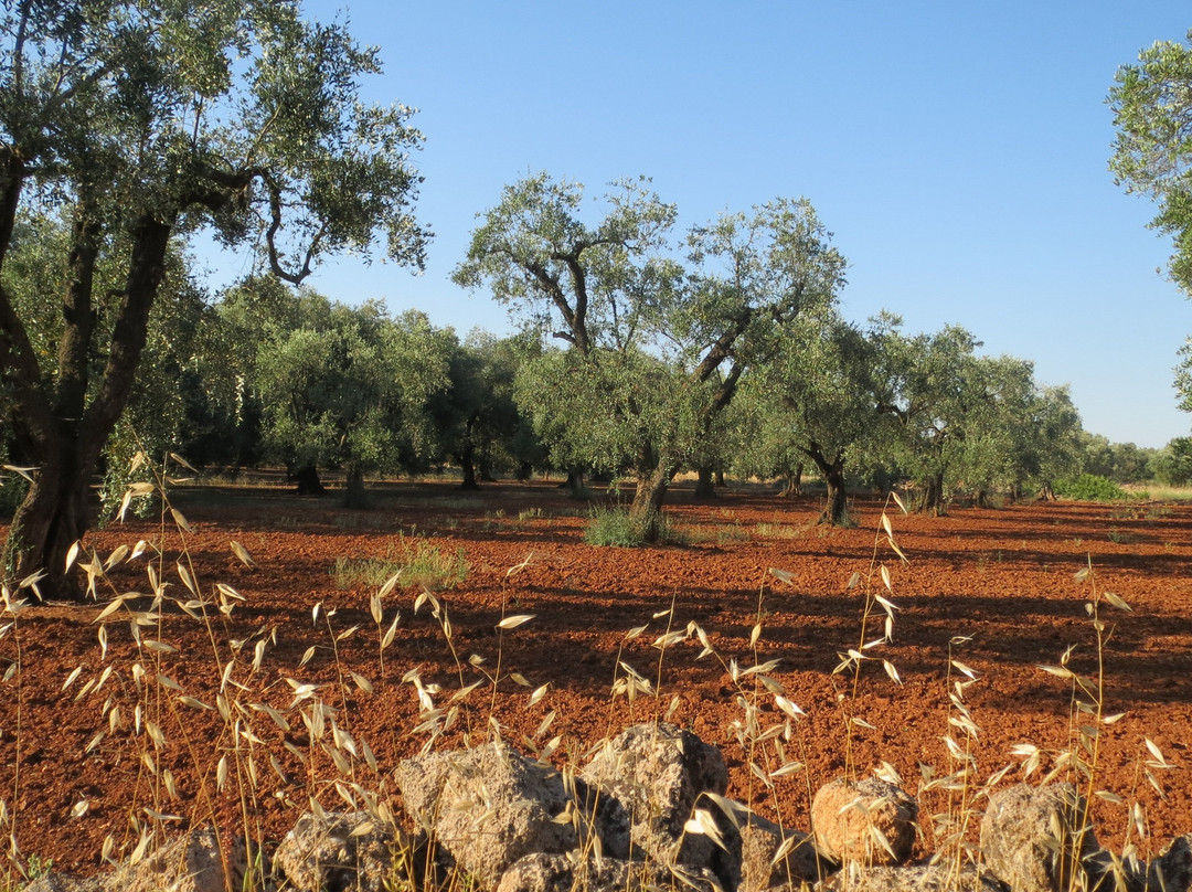 Le Fiche d’India主图